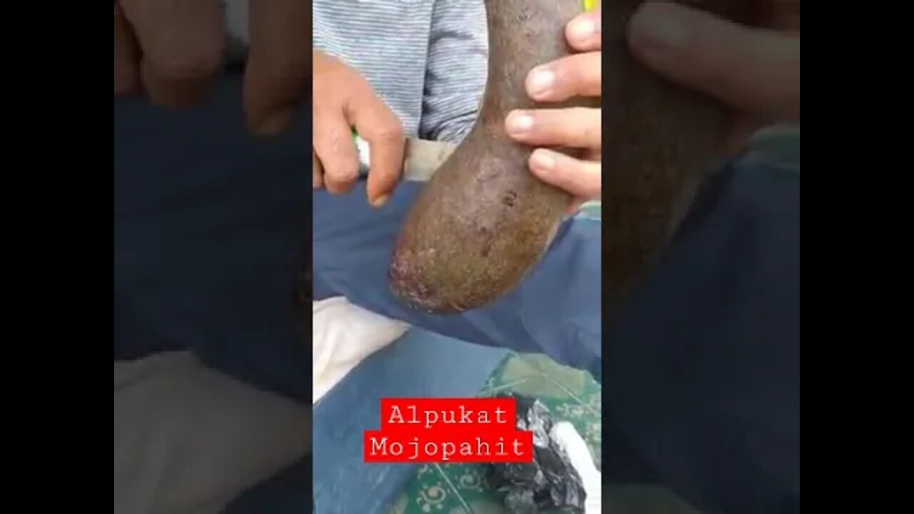 Alpukat MOJOPAHIT