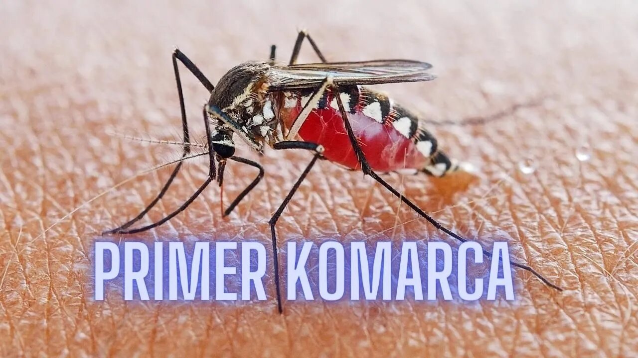 Primer komarca