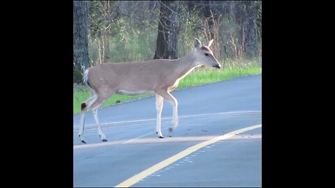 Deer Crosses the Road