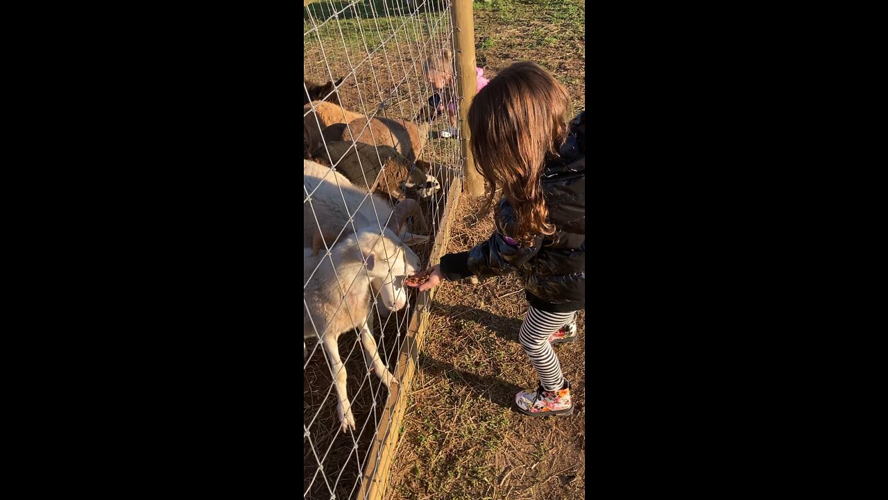 Hessy feeding goats at West Maple Farms