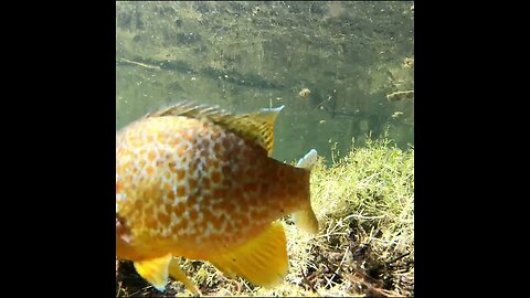 pumpkinseed on the bed