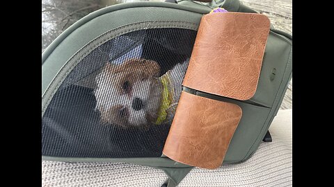 Dogs not allowed in CHURCH ??? Not CHI