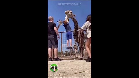 😂Very funny animal video