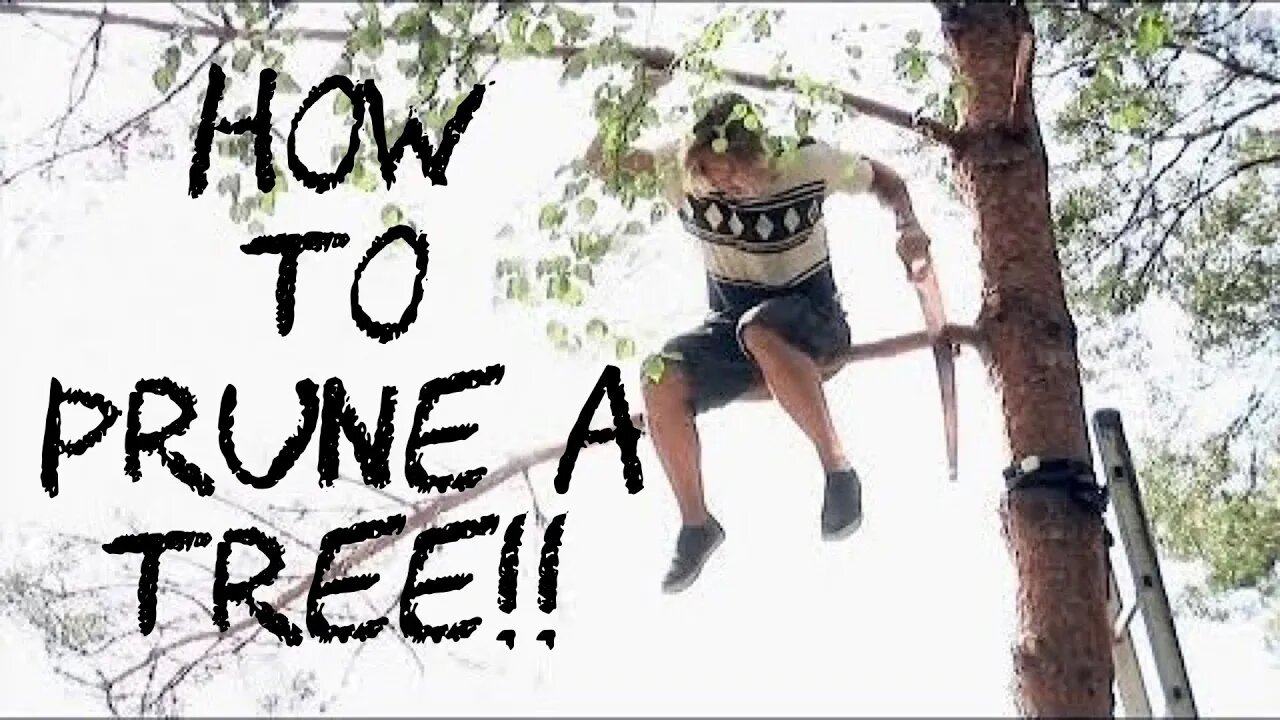 How to Prune a Tree 2021!