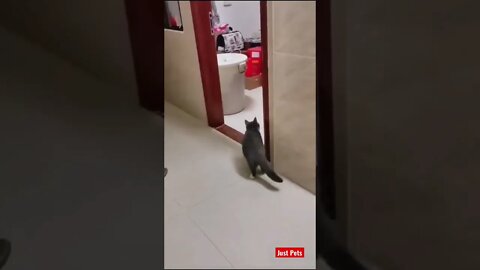 Wait for it #cute #tiktok #funnyanimals #funnyvideos #cat