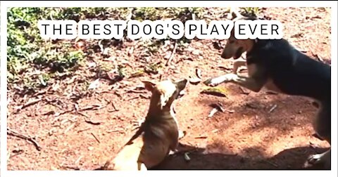 The best dog's play ever!