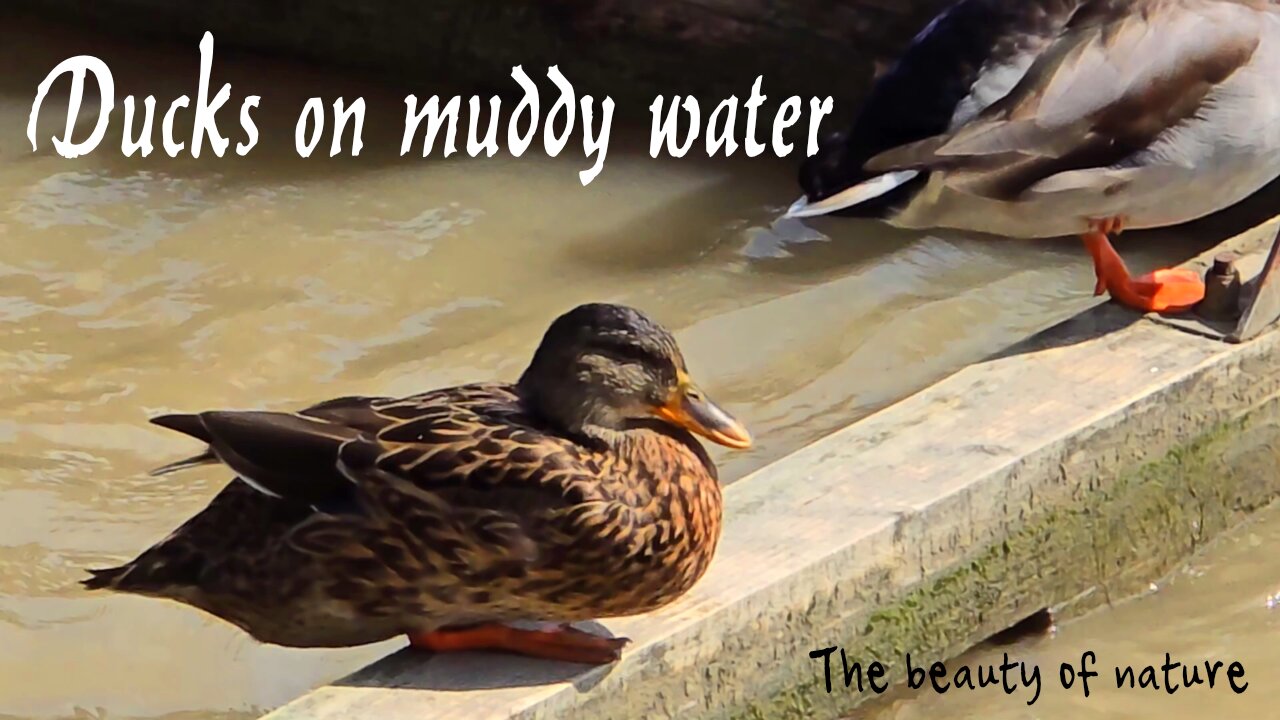 Ducks on muddy water / beautiful animals on the river at high water.