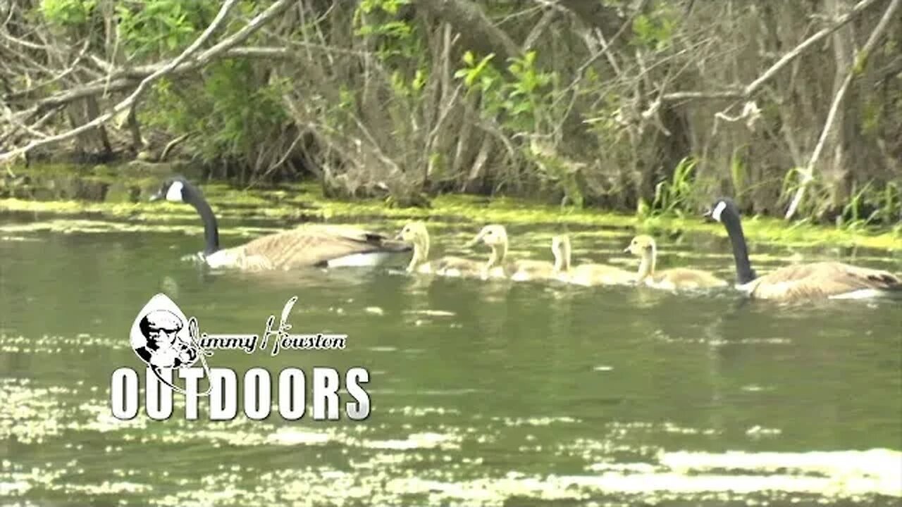 Deer ( and Geese) Happenings- Twin Eagle Wild life