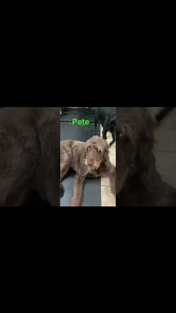 [Shorts 0163] PETE [#dogs #doggos #doggos #puppies #dogdaycare]