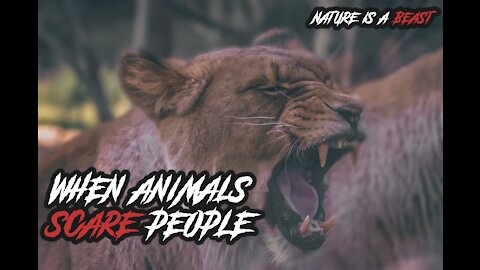 NATURE IS A BEAST | Animals SCARING people