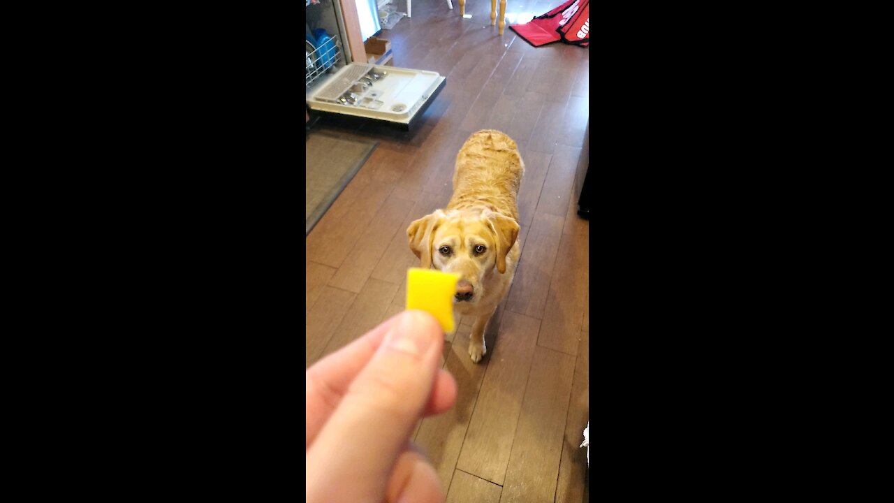 Roxy eats cheese