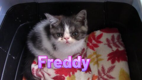 Freddy Kitten Is Ready For His New Home 😻