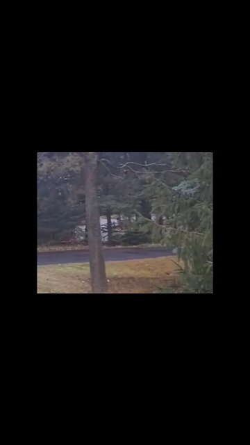 dozens of turkeys running around shhh be very very quiet ....