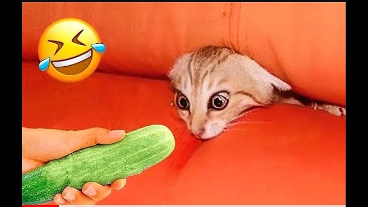 Funny cat and dog videos