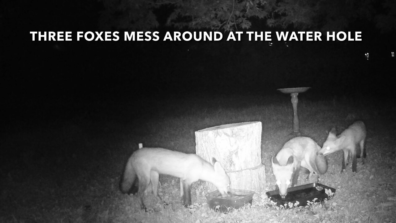 Three Foxes Mess Around At The Water Hole