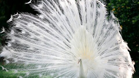 Peacock Bird Voice Sound Effect Video By Kingdom Of Awais