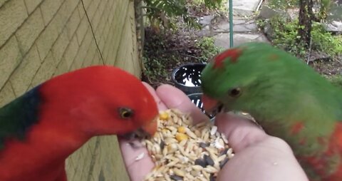 KING PARROTS CLOSE UP!