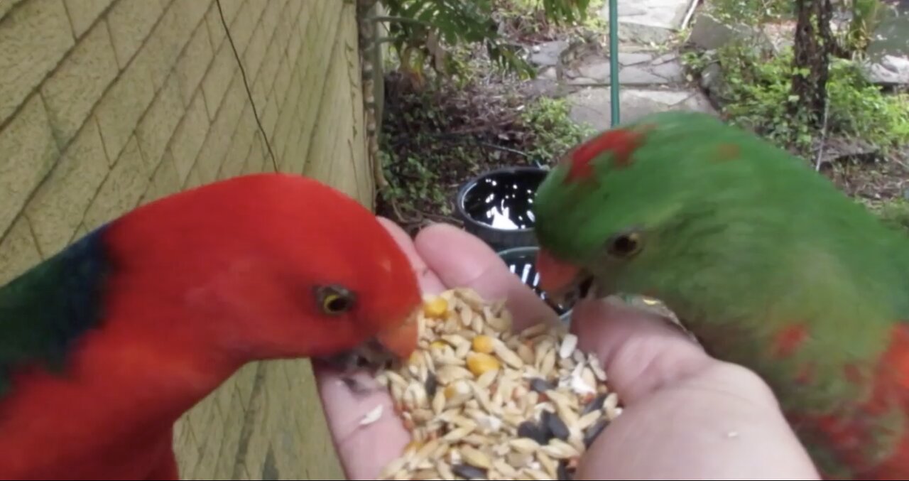 KING PARROTS CLOSE UP!