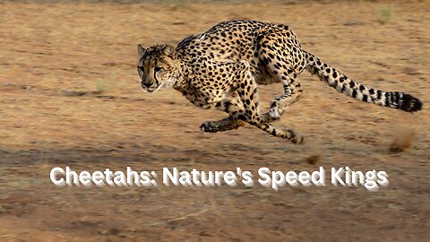 Cheetahs: Nature's Speed Kings