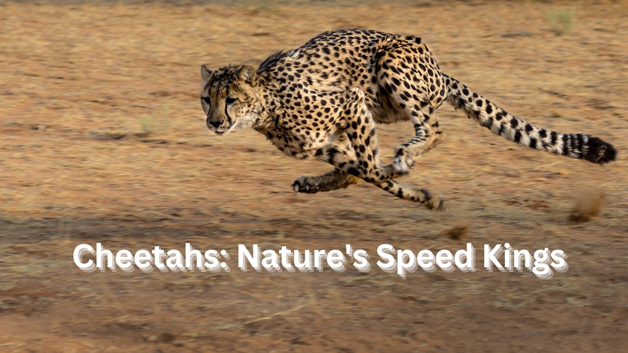 Cheetahs: Nature's Speed Kings