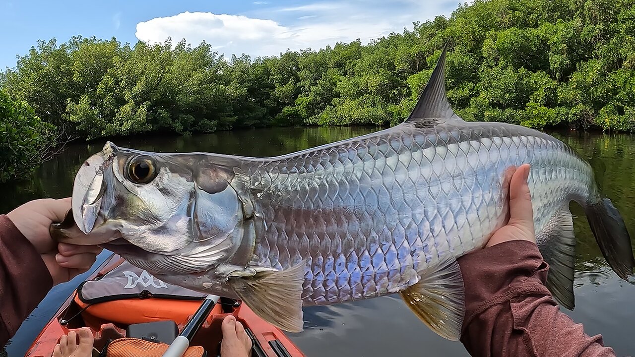 Kayak Fishing for Tarpon Deep in the Florida Mangroves!