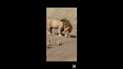 African animal funny clips