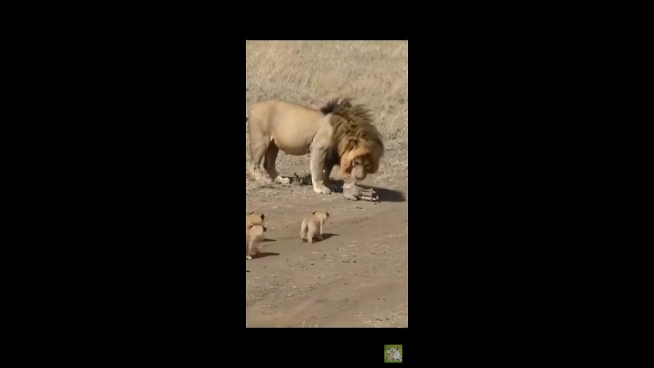African animal funny clips