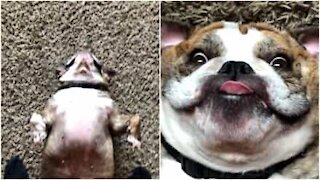 Una cagnolina che ama sdraiarsi sulla schiena