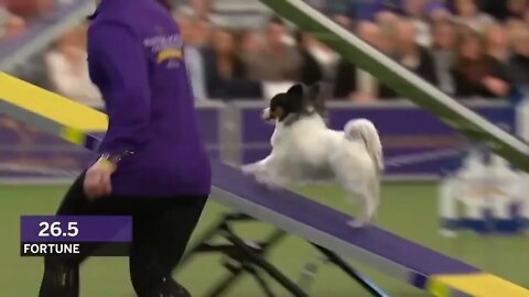 Best of the Agility competition from the 2020 Westminster Kennel Club Dog show