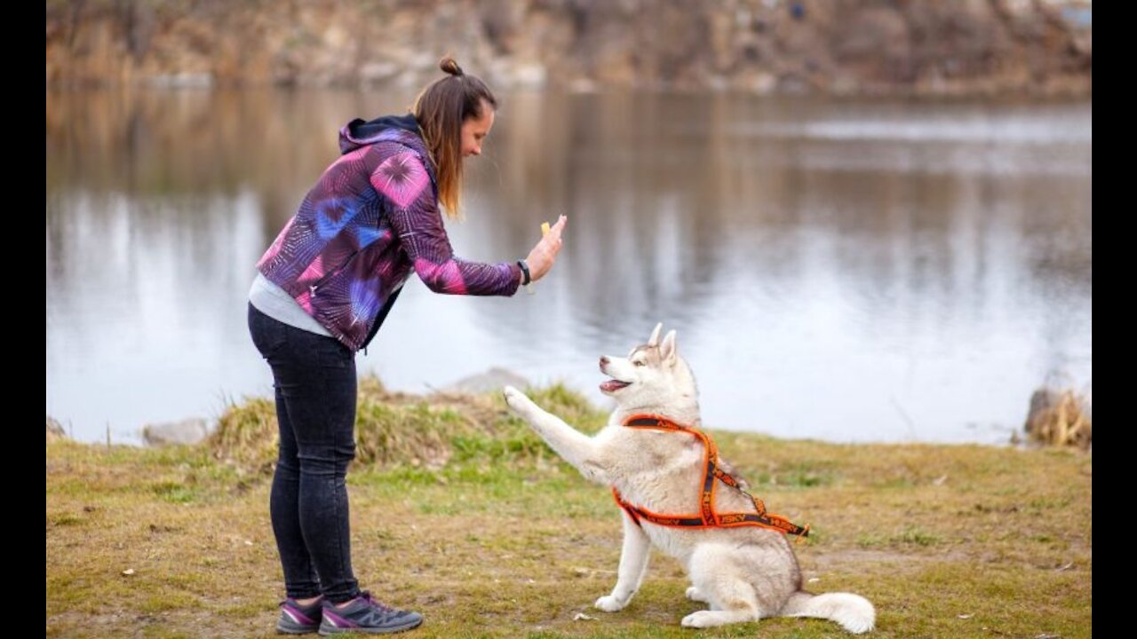 One GREAT way to Exercise with Your Dogs while you #StayHome!