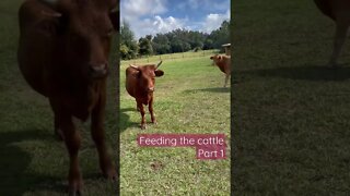 Feeding the Cattle Part 1 #shorts #cattle #cow #cows