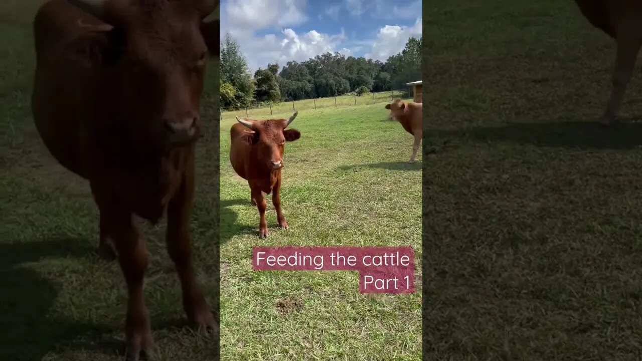 Feeding the Cattle Part 1 #shorts #cattle #cow #cows