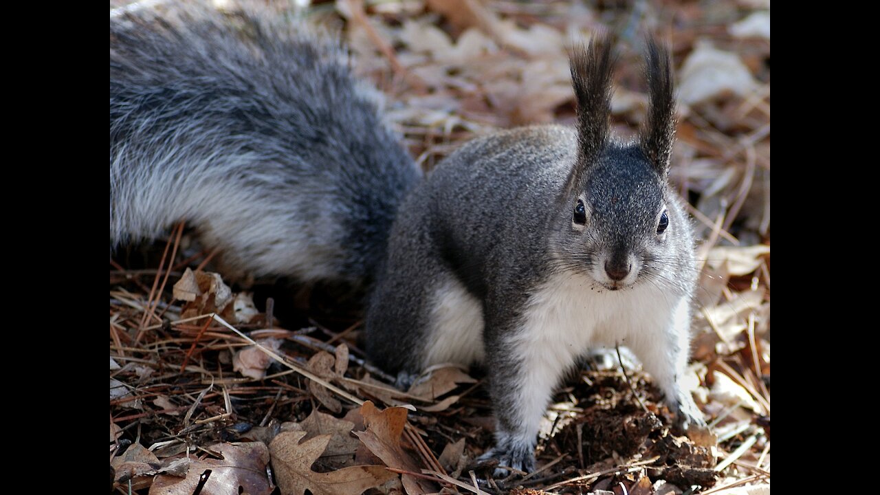 feline squirrel