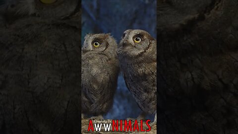 #AwwNIMALS - Young Owls