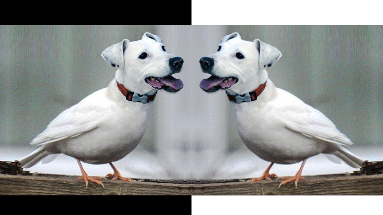 Dog Bird