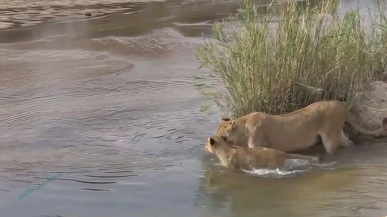 Lion as the king