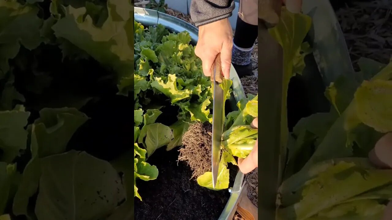 Picking Escarole for Dinner in December