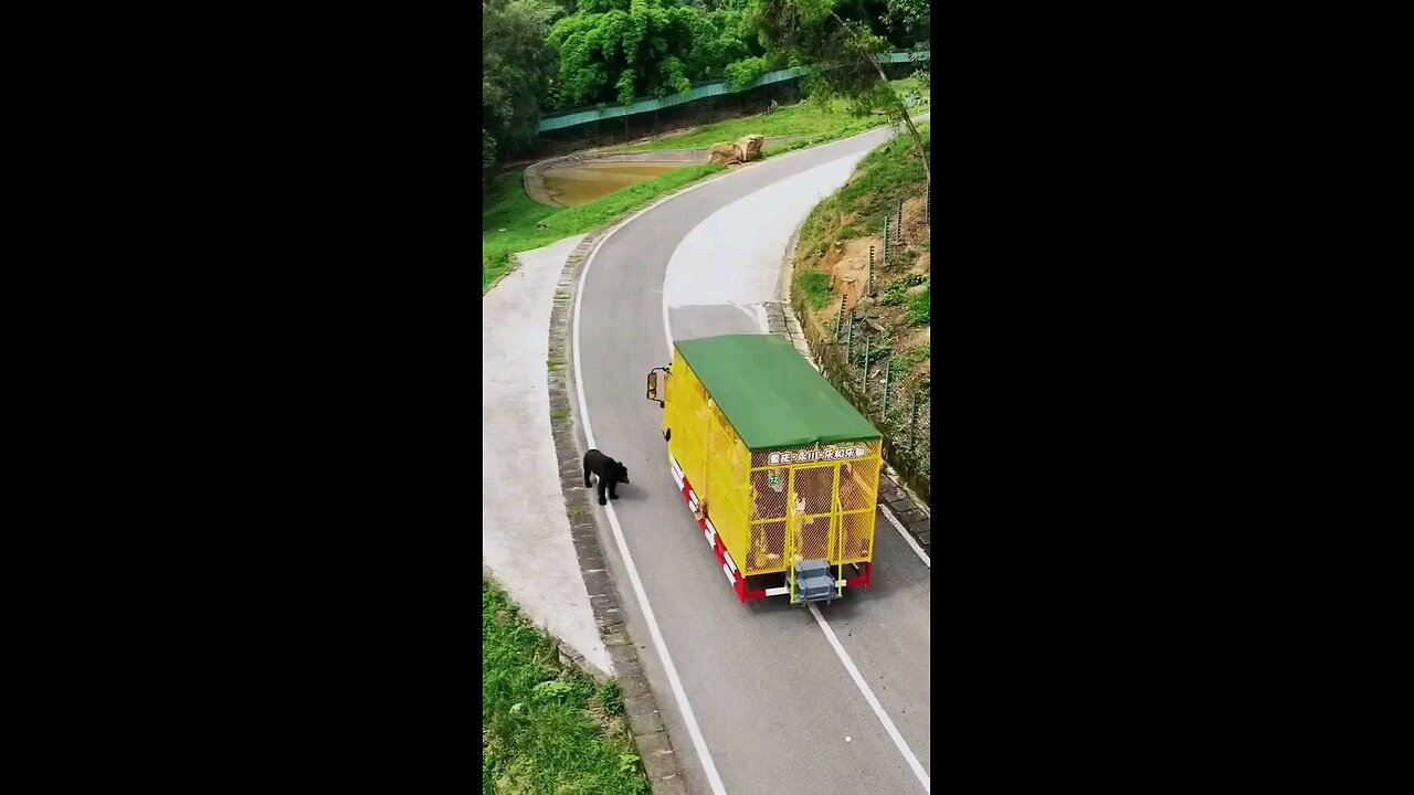 #Bear #Attack