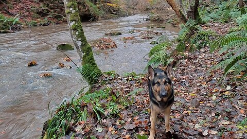 German Shepherd walk.