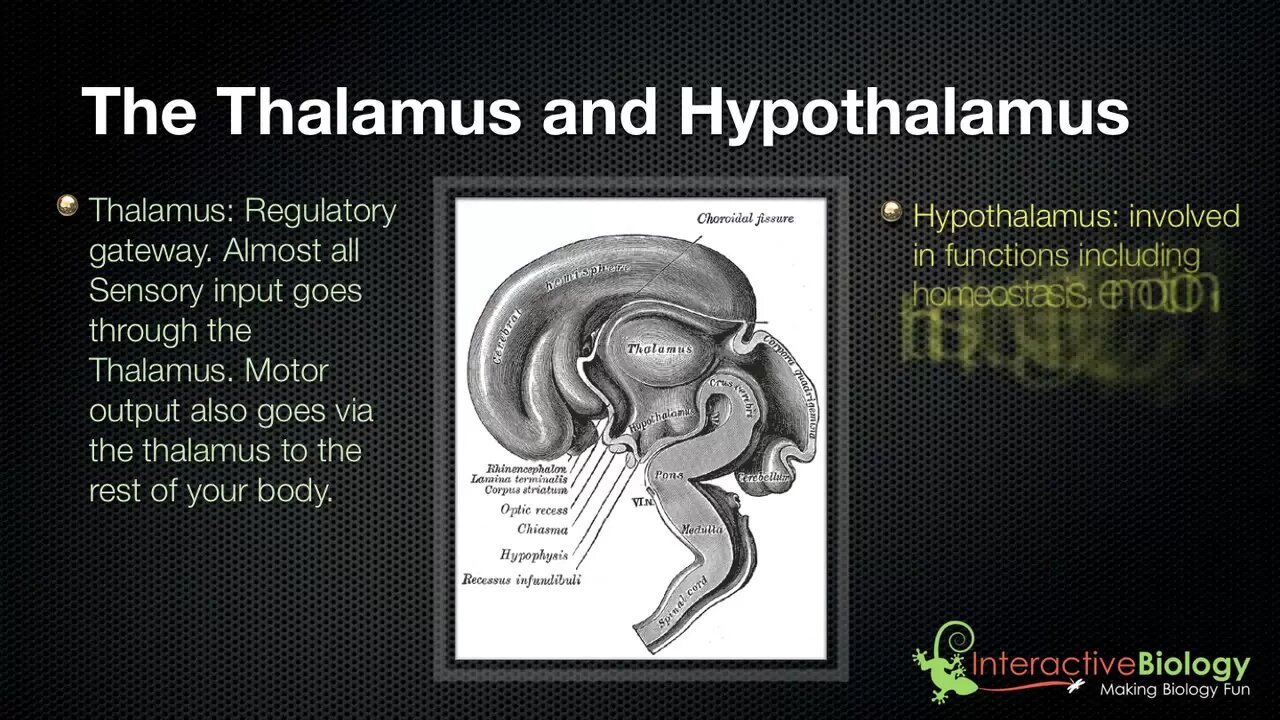 028 The Thalamus and Hypothalamus