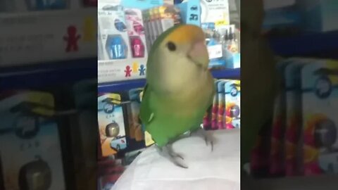 Talking Baby Parrot is the Cutest 🦜❤️