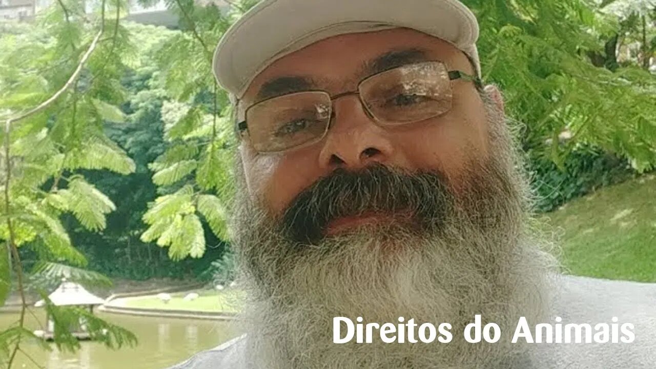 Quem tem razão, o pato ou o cachorro