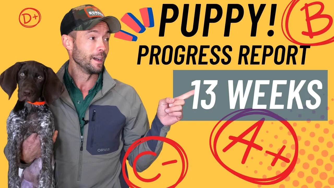 13 Week Old Puppy Training Update