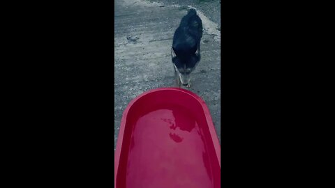 This dog knows he’s dirty #dogsoftiktok #funny #cute #pet #foryou