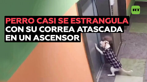 Un perro se salva de morir ahorcado tras quedar su correa atrapada por un ascensor