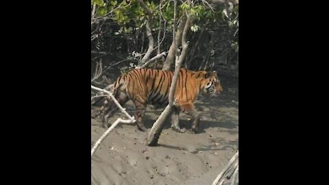 Sundarban ka royal Bengal tiger hai