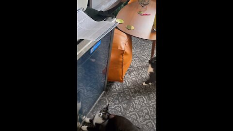 Funny cat