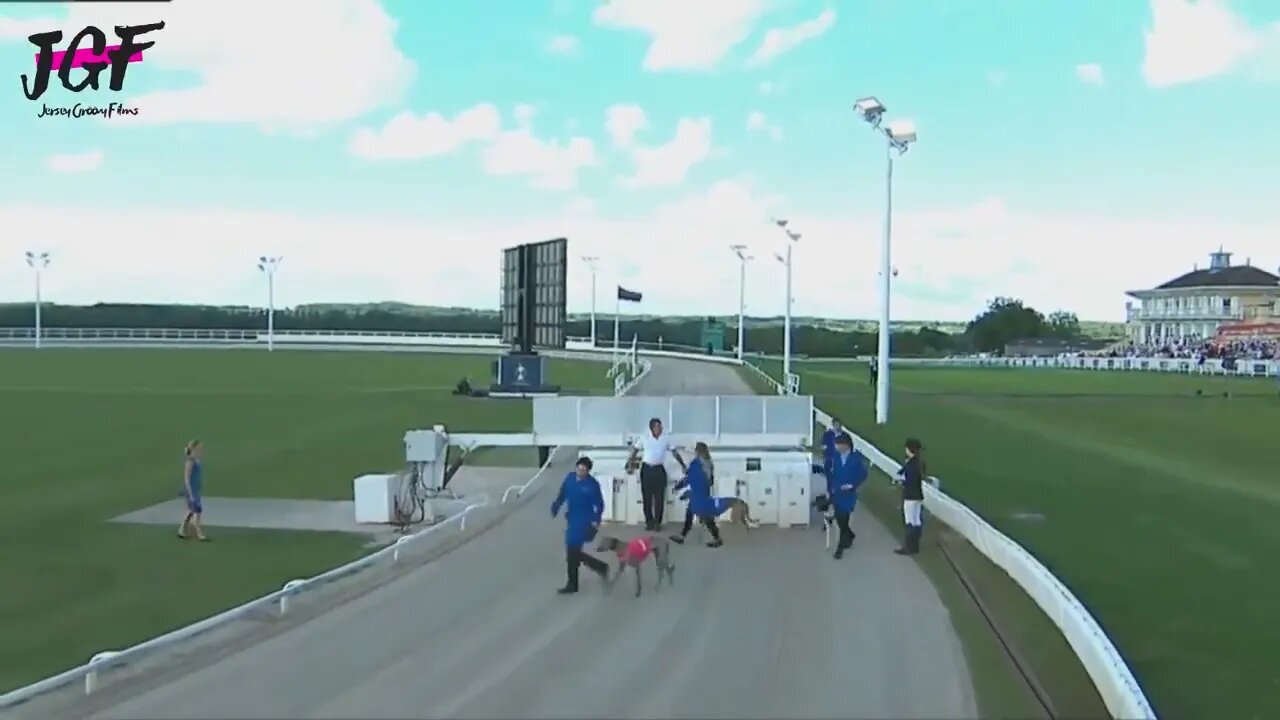 Greyhound dog racing - Track race 480m