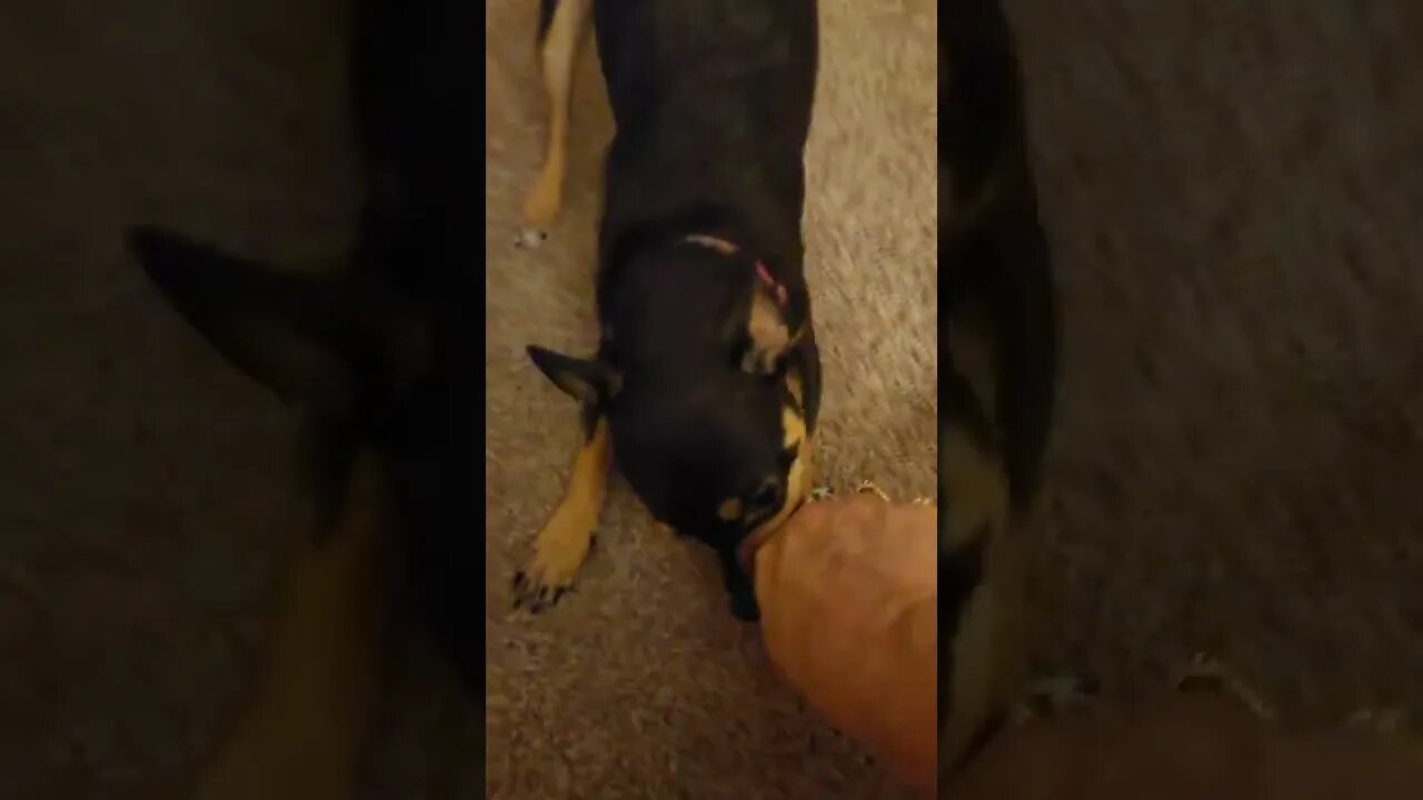 Snickers playing ball