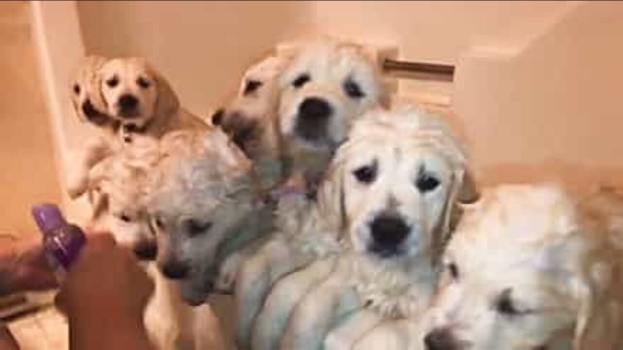 Hora do banho para estes cachorrinhos fofos!